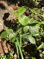 Cyphostemma hypoleucum