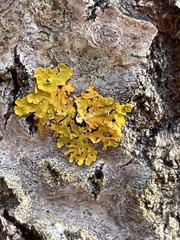 Xanthoria parietina