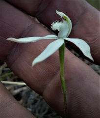 Caladenia gracilis