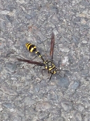 Phimenes flavopictus formosanus