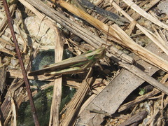 Aiolopus thalassinus tamulus