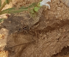 Stenaelurillus lesserti