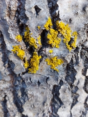 Xanthoria parietina