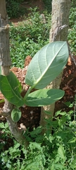 Calotropis procera image