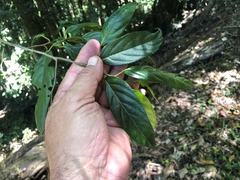 Alangium villosum