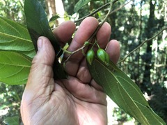 Alangium villosum