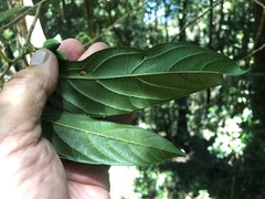 Alangium villosum