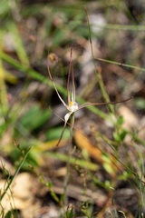 Caladenia varians