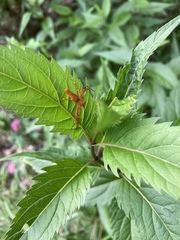 Hamadruas hieroglyphica