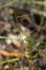 Caladenia varians