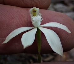 Caladenia gracilis