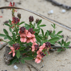 Indigofera candicans