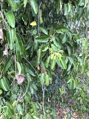 Cissus oblonga