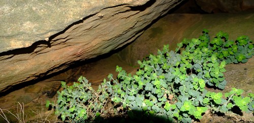 Ledge Cavewort (Trieenea lasiocephala)