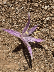 Colchicum variegatum