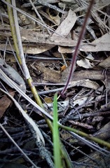 Caladenia gracilis