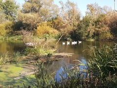 Anser anser domesticus