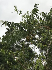 Dysoxylum gaudichaudianum