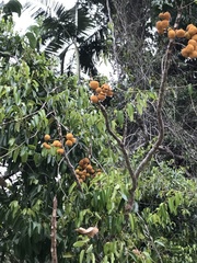 Dysoxylum gaudichaudianum