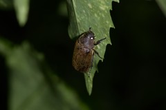 Exolontha serrulata