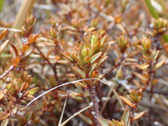 Pimelea oreophila