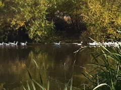 Anser anser domesticus