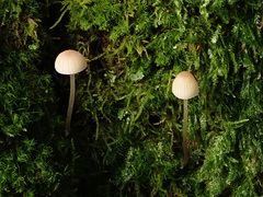 Mycena metata