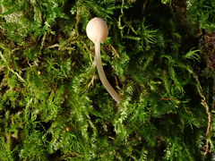 Mycena metata