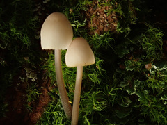 Mycena metata