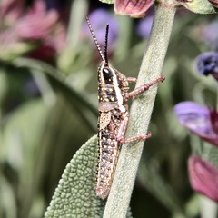 Monistria discrepans
