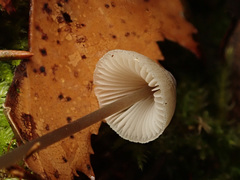 Mycena metata