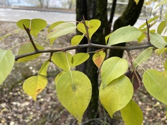 Pyrus xerophila