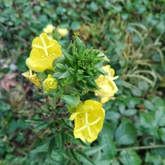 Oenothera pycnocarpa