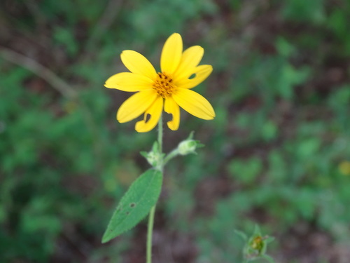 Image of Wedelia acapulcensis by (c) Alexis López Hernández, some rights reserved (CC BY)