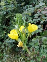 Oenothera pycnocarpa