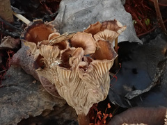 Faerberia carbonaria