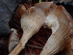 Faerberia carbonaria