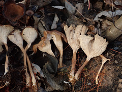 Faerberia carbonaria