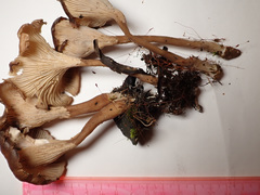 Faerberia carbonaria