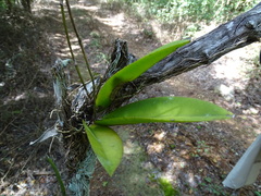 Trichocentrum cosymbephorum