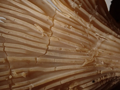 Faerberia carbonaria