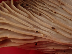 Faerberia carbonaria