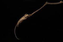 Diploderma polygonatum xanthostomum