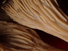 Faerberia carbonaria