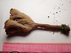 Faerberia carbonaria