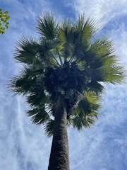 Brahea brandegeei