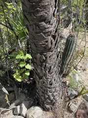 Brahea brandegeei