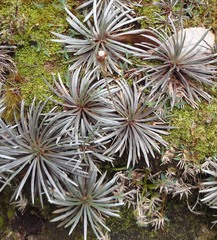 Celmisia polyvena