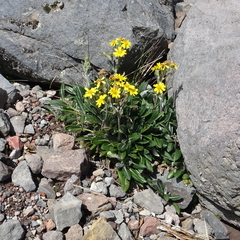 Robinsonecio gerberifolius