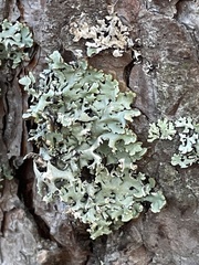 Hypogymnia physodes